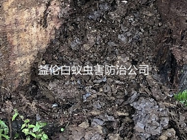 花都工廠庫房防治白蟻巢