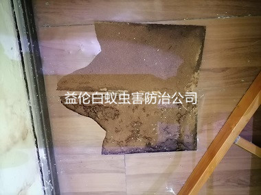 獅嶺皮革皮具城防治白蟻