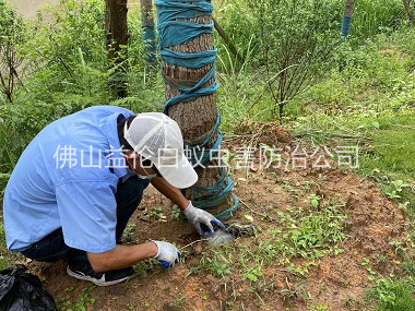 里水綠化樹木治白蟻