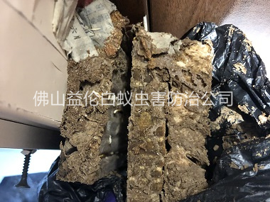 南海區白蟻巢滅治工程